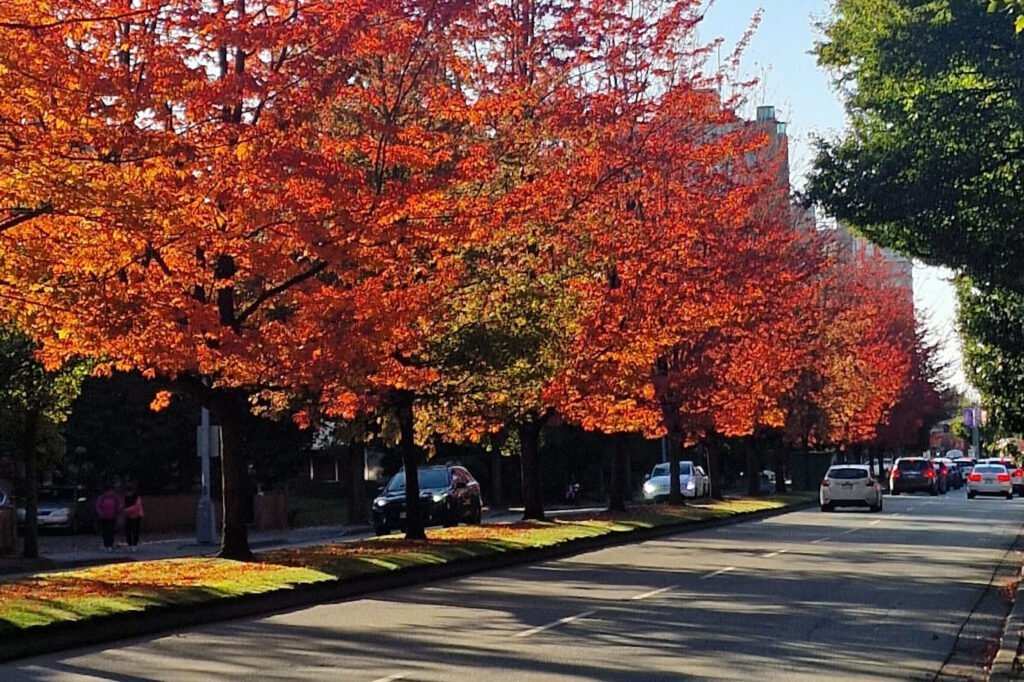 Strada con alberi arancioni autunnali a Vancouver